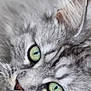 Moutik participe au concours pour gagner de l'argent avec cette photo : cat, close_up, gray_fur, green_eyes, whiskers, pet, animal, feline, lying_down, portrait, soft_fur, domestic_cat, cute, fluffy, indoor, looking, face, muzzle, ears, relaxed