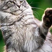 Moutik participe au concours pour gagner de l'argent avec cette photo : cat, tabby_cat, fluffy, paw, fur, animal, pet, outdoor, nature, green_background, whiskers, ears, close_up, mammal, feline, cute, portrait, alert, playful, domestic_animal