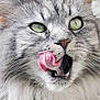 Moutik a rejoint le concours — aidez-le/la à gagner de superbes lots ! cat, gray, fluffy, close_up, green_eyes, licking, nose, whiskers, pet, animal, feline, cute, playful, fur, portrait, indoor, muzzle, expression, tongue, soft_light