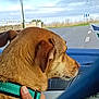 dog, brown_dog, collar, car_interior, hand, road, road_sign, window, sky, clouds, nature, animal, pet, side_view, companion, vehicle, travel, outdoor, daytime, fence
