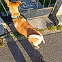 dog, pavement, gate, shadow, collar, stairs, outdoor, leash, footwear, person, sunlight, metal, grass, concrete, curious, brown_dog, walking, sidewalk, daytime, nature