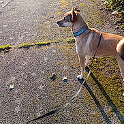Taya participe au concours pour gagner de l'argent avec cette photo : dog, leash, pavement, moss, outdoor, daylight, side_view, collar, pet, canine, walking, nature, shadow, curious, alert, street, sunlight, plant, greenery, animal