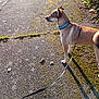 dog, leash, pavement, moss, outdoor, daylight, side_view, collar, pet, canine, walking, nature, shadow, curious, alert, street, sunlight, plant, greenery, animal
