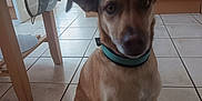 Taya participe au concours pour gagner de l'argent avec cette photo : dog, pet, kitchen, floor, tile, collar, furniture, wood, indoor, animal, sitting, ears, brown, domestic, household, canine, quiet, waiting, light, window