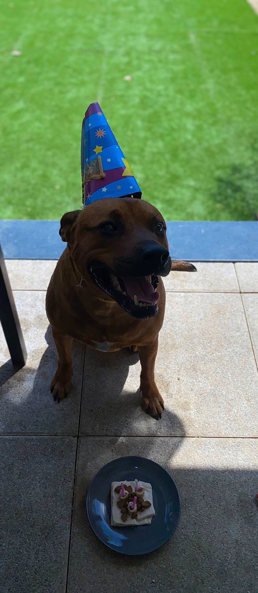 Naps participe au concours pour gagner de l'argent avec cette photo : canidae, carnivore, companion_dog, dog, dog_breed, fawn, snout, sporting_group