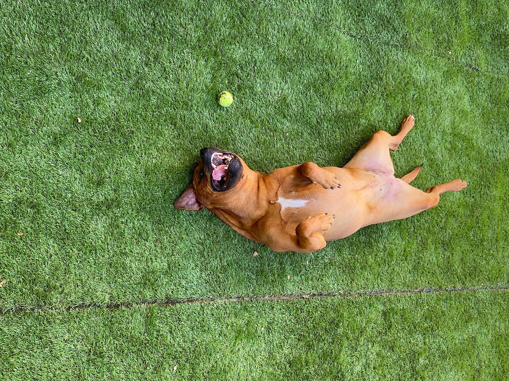 Naps participe au concours pour gagner de l'argent avec cette photo : canidae, carnivore, dog, dog_breed, fawn, grass, lawn, meadow, plant, rhodesian_ridgeback, sporting_group, sun_tanning, vizsla