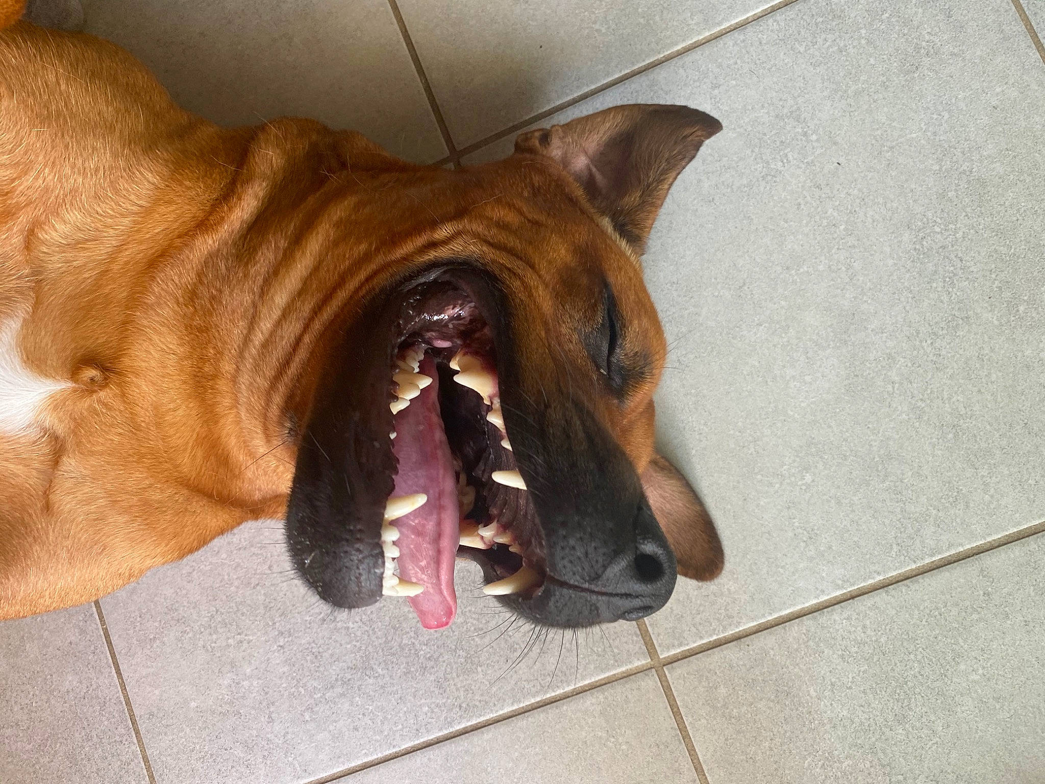 Naps participe au concours pour gagner de l'argent avec cette photo : belgian_shepherd, canidae, carnivore, dog, dog_breed, ear, facial_expression, fawn, floor, guard_dog, jaw, mammal, mouth, organ, snout, tooth, whiskers, yawn