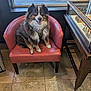 dog, australian_shepherd, blue_eyes, red_chair, leather_chair, indoor, smiling_dog, furry_pet, window, jewelry_display, wooden_furniture, tile_floor, happy, pet_harness, sitting, domestic_animal, companion, house_pet, cute, friendly