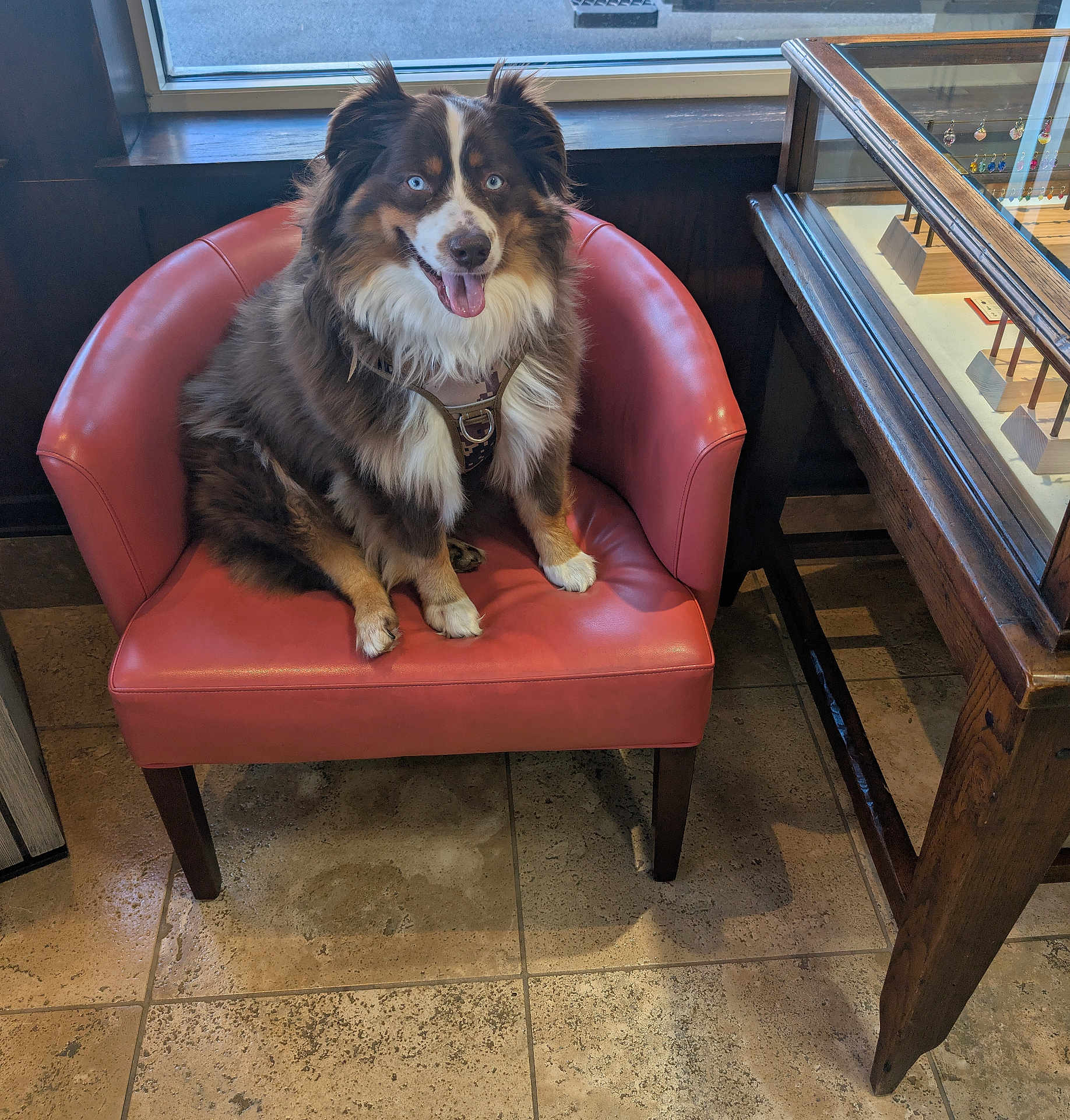 Max joined the competition — help win amazing prizes! dog, australian_shepherd, blue_eyes, red_chair, leather_chair, indoor, smiling_dog, furry_pet, window, jewelry_display, wooden_furniture, tile_floor, happy, pet_harness, sitting, domestic_animal, companion, house_pet, cute, friendly