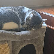 Sebastian is registered to the contest to win money with this photo: animal, cat, cat_tree, cozy, cute, feline, fur, home, indoor, paw, pet, quiet, relaxed, resting, sleeping, soft, sunlight, tabby, whiskers, wood