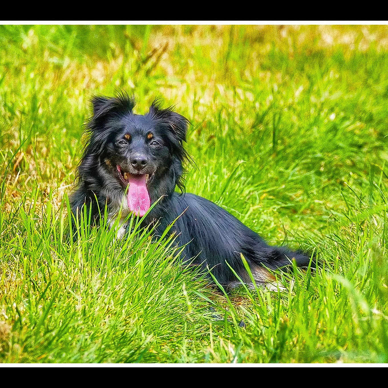 Tina a rejoint le concours — aidez-le/la à gagner de superbes lots ! animal, black_dog, canine, dog, ears, field, fur, grass, greenery, happy, laying_down, nature, outdoor, pet, playful, resting, smiling, summer, sunlight, tongue_out