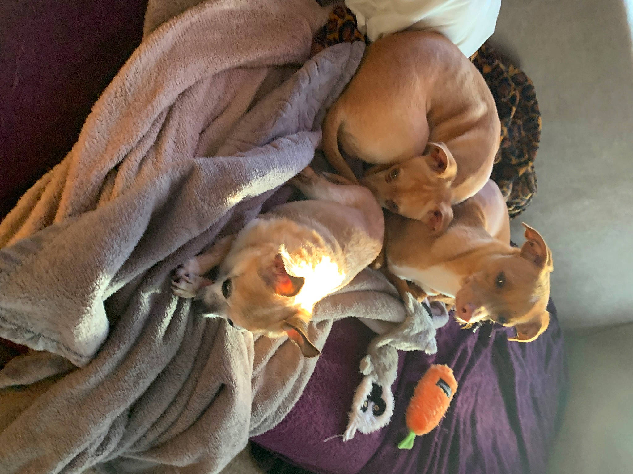 Scout is registered to the contest to win money with this photo: baby_products, comfort, fawn, fictional_character, fur, linens, nap, plant, plush, room, stuffed_toy, toy, tree, wood