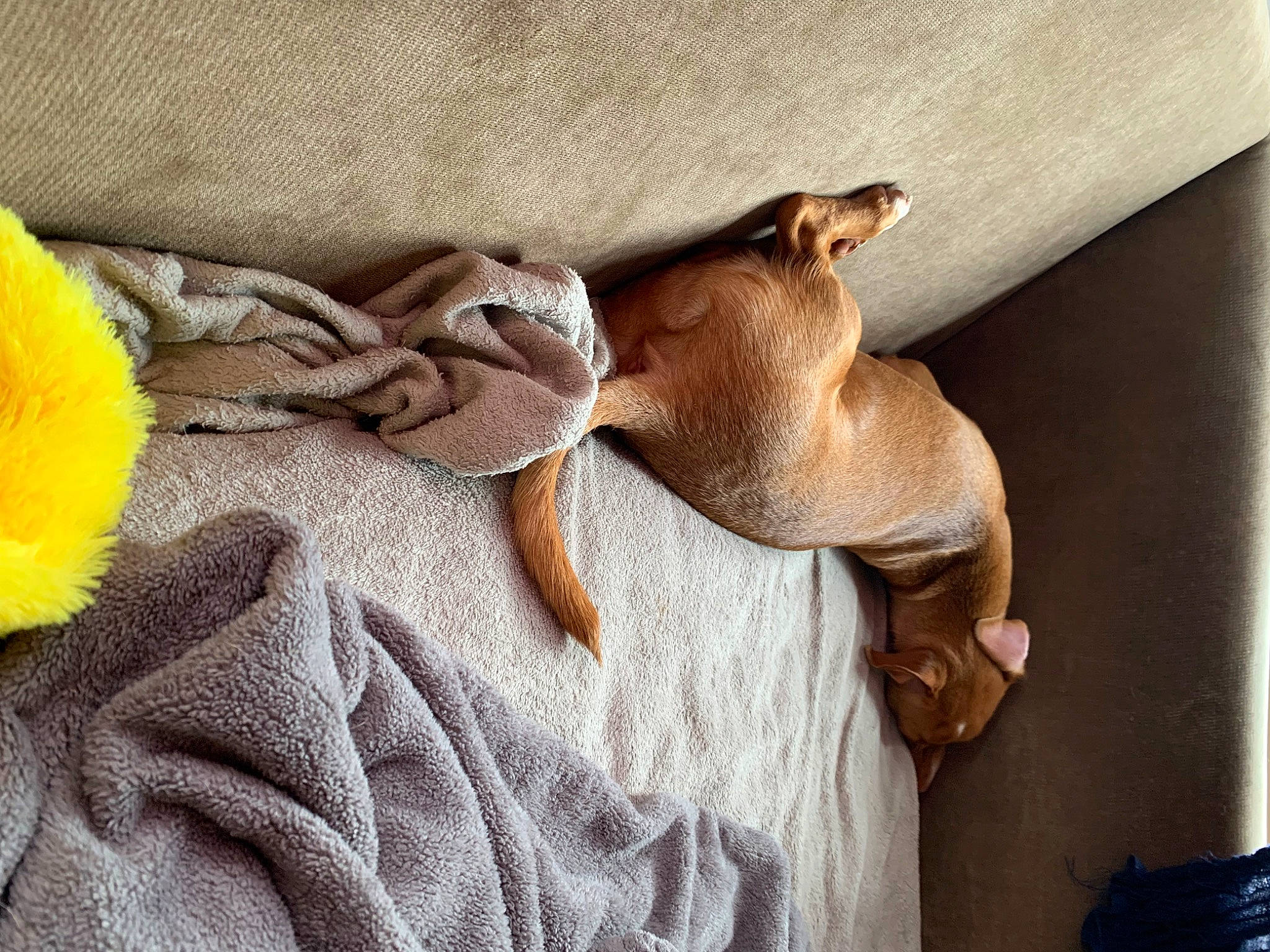 Scout joined the competition — help win amazing prizes! bed_sheet, blanket, brown, clock, comfort, fawn, fur, hardwood, human_leg, linens, room, tail, terrestrial_animal, wood