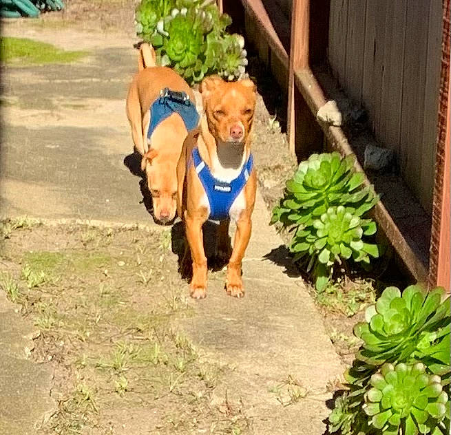 Scout joined the competition — help win amazing prizes! canidae, carnivore, companion_dog, dog, dog_breed, dog_clothes, fawn, garden, grass, herb, landscape, leisure, personal_protective_equipment, plant, soil, sporting_group, t_shirt, terrestrial_plant, working_animal, yard