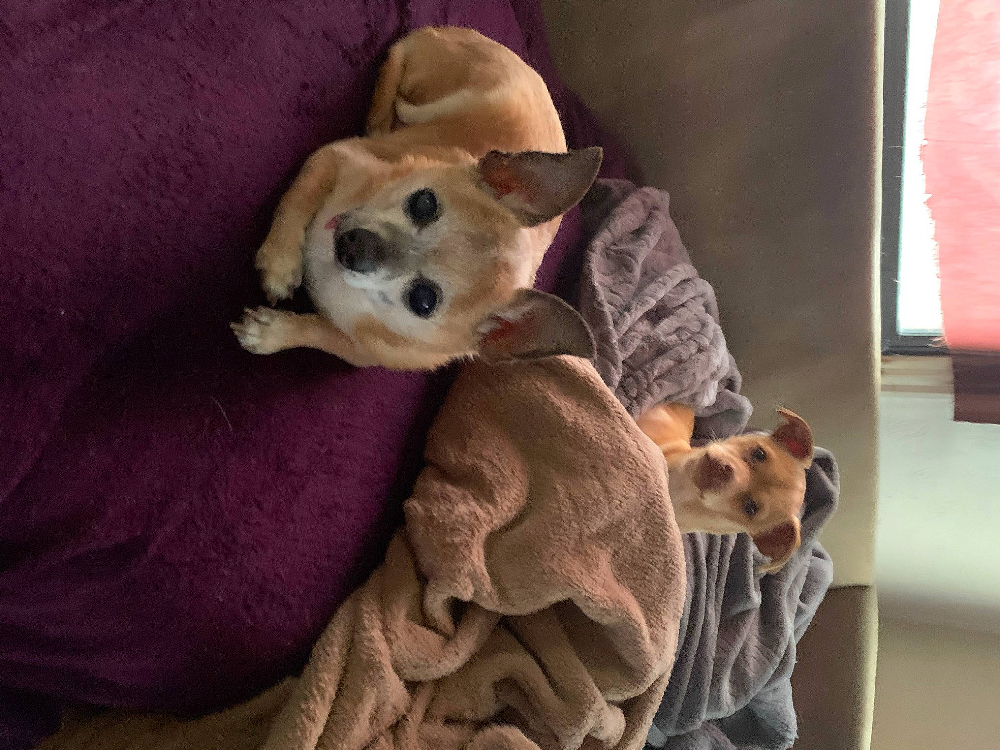 Teeno is registered to the contest to win money with this photo: bed, carnivore, comfort, companion_dog, couch, dog, dog_breed, dog_supply, fawn, fur, linens, paw, pet_supply, room, snout, sporting_group, stuffed_toy, toy, toy_dog, working_animal
