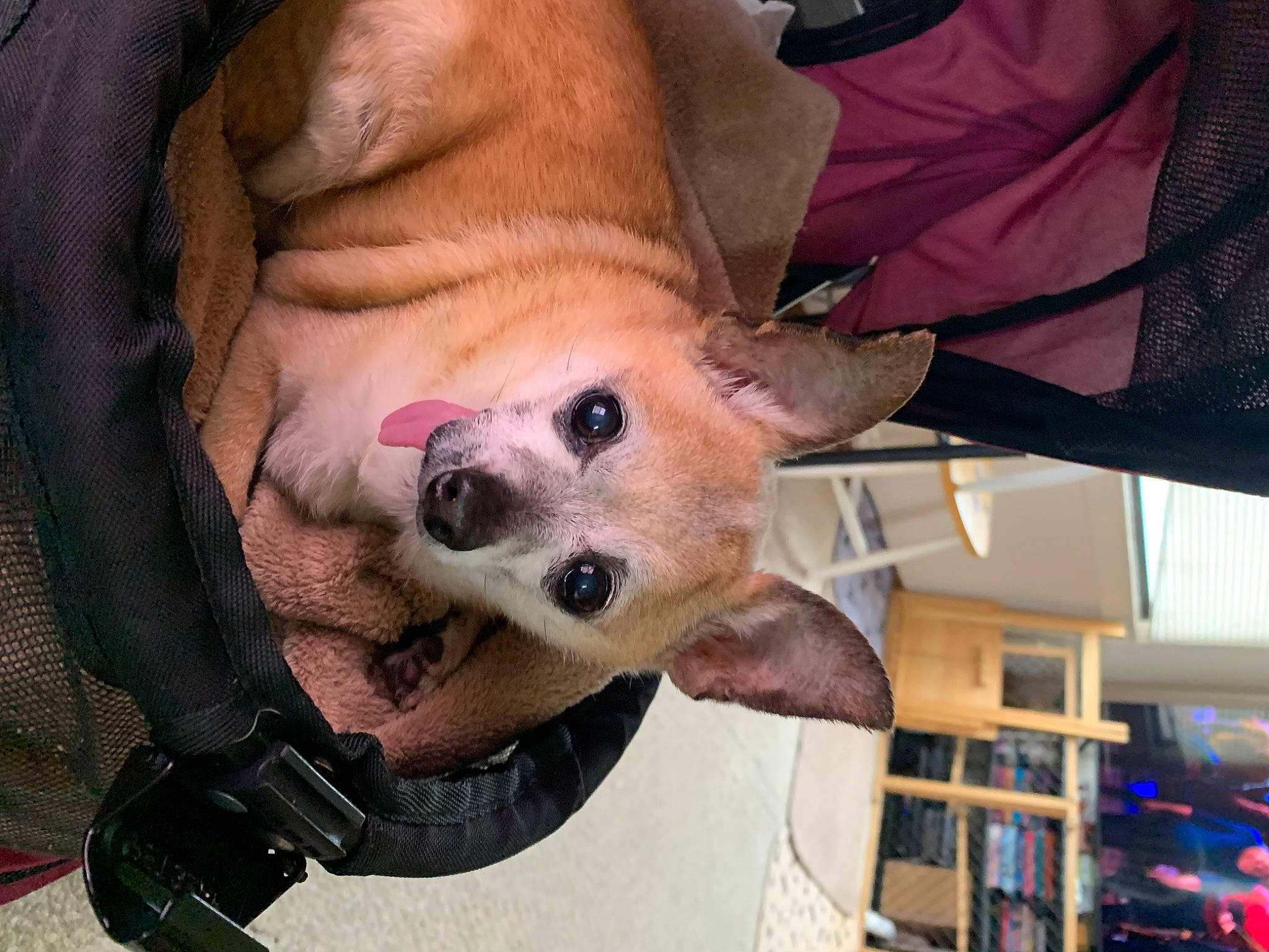 Teeno is registered to the contest to win money with this photo: canidae, carnivore, collar, comfort, companion_dog, dog, dog_breed, dog_supply, ear, fawn, fur, non_sporting_group, paw, snout, sporting_group, terrestrial_animal, toy_dog, whiskers, working_animal