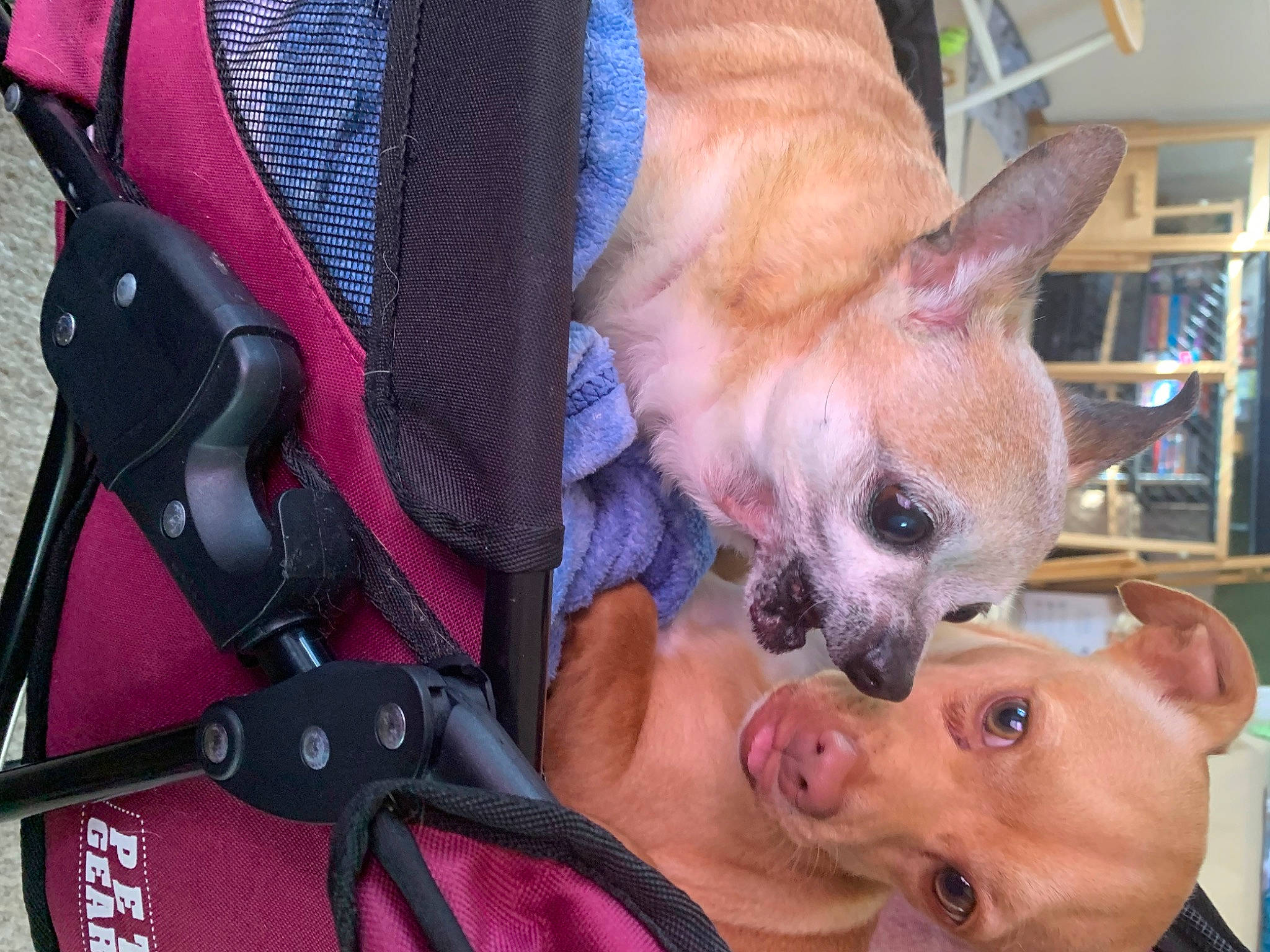 Teeno is registered to the contest to win money with this photo: bag, canidae, carnivore, chihuahua, collar, comfort, companion_dog, corgi_chihuahua, dog, dog_breed, dog_supply, ear, fawn, fur, head, puppy, snout, sporting_group, toy_dog, whiskers