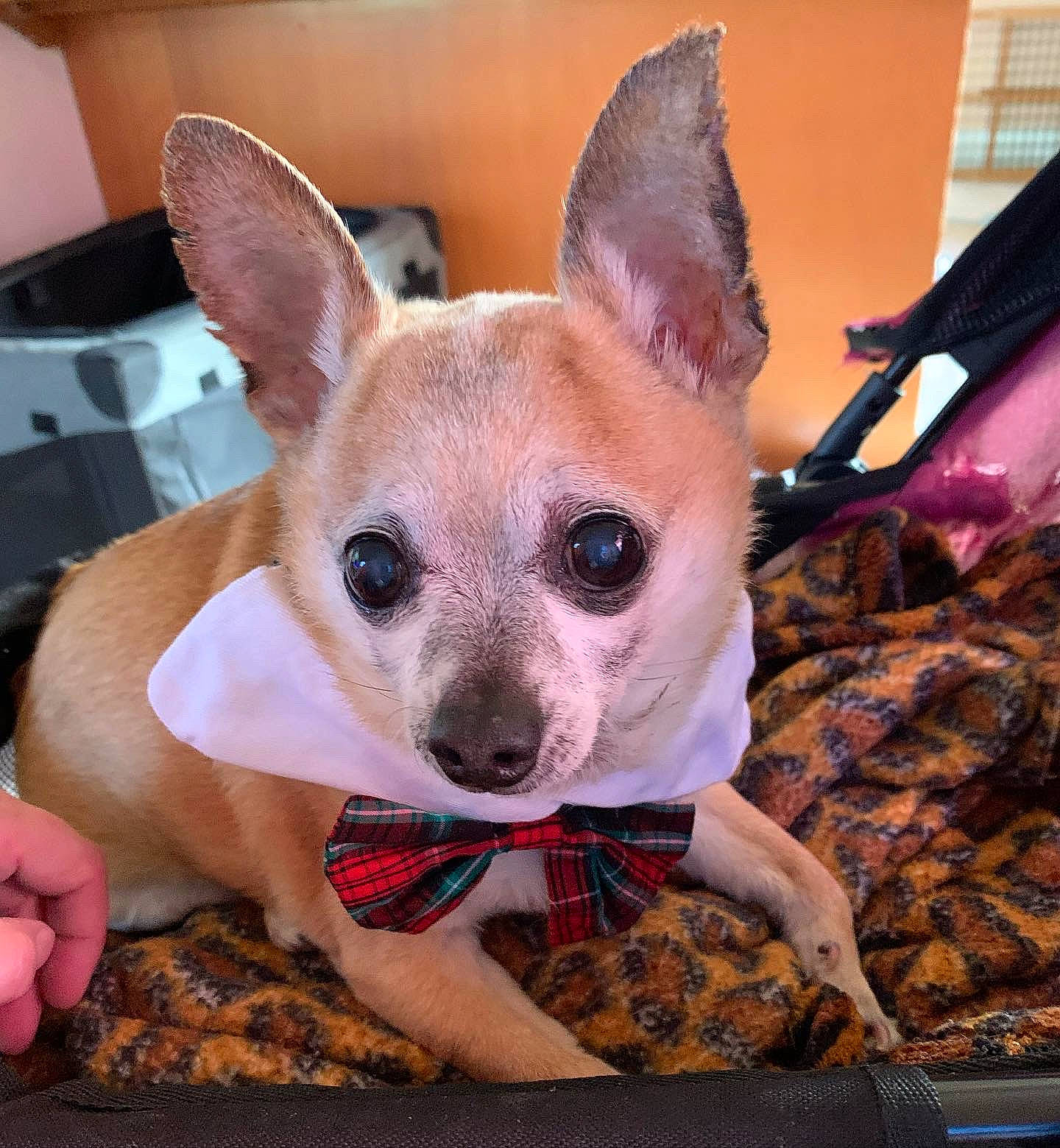 Teeno joined the competition — help win amazing prizes! canidae, carnivore, chihuahua, comfort, companion_dog, corgi_chihuahua, dog, dog_breed, dog_supply, ear, fawn, fur, pattern, pink, snout, sporting_group, terrestrial_animal, toy_dog, whiskers, working_animal