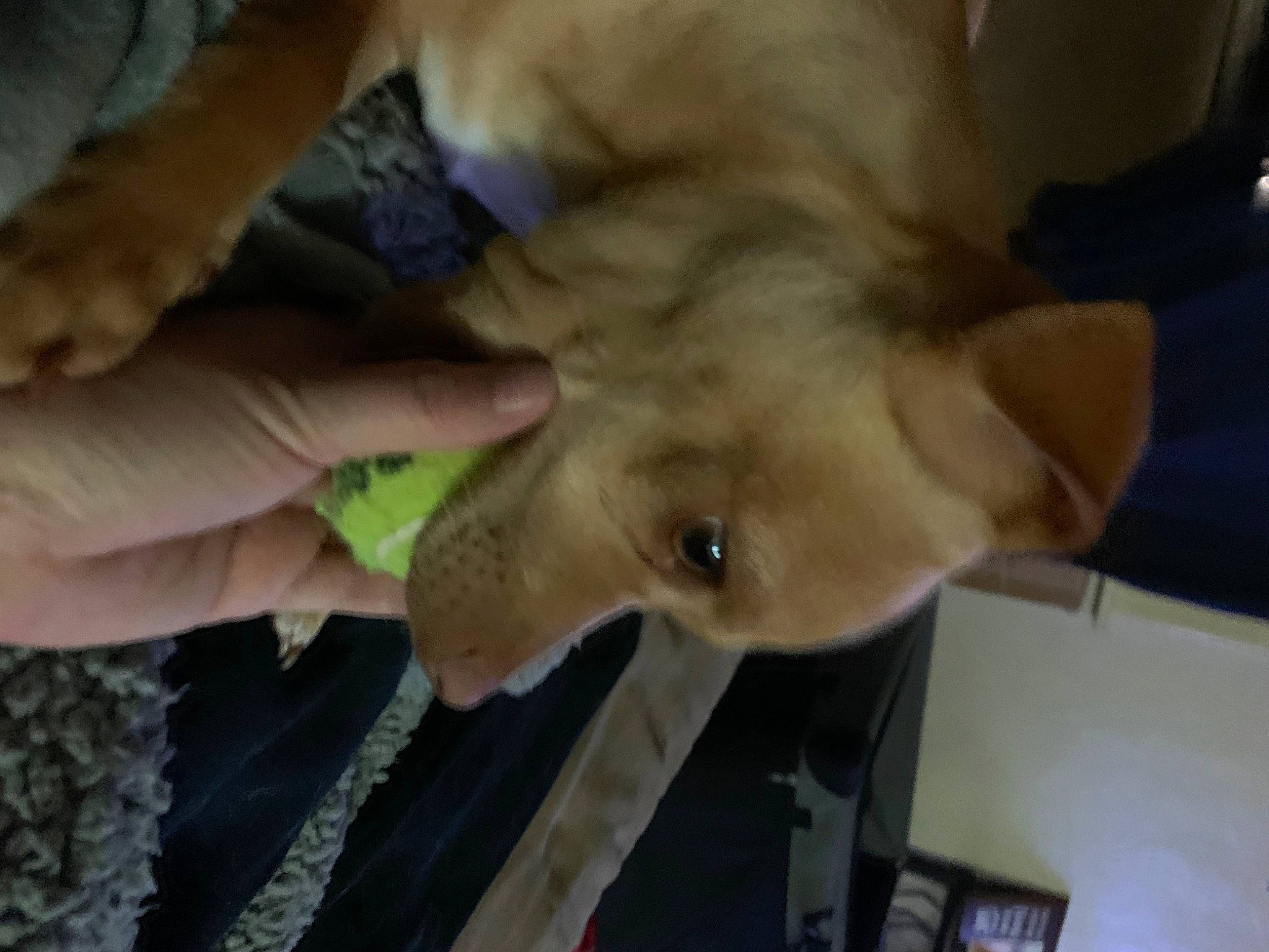 Sam is registered to the contest to win money with this photo: canidae, carnivore, dog_breed, ear, fawn, felidae, finger, fur, gesture, meat, nail, non_sporting_group, small_to_medium_sized_cats, snout, sporting_group, thumb, wood, working_animal