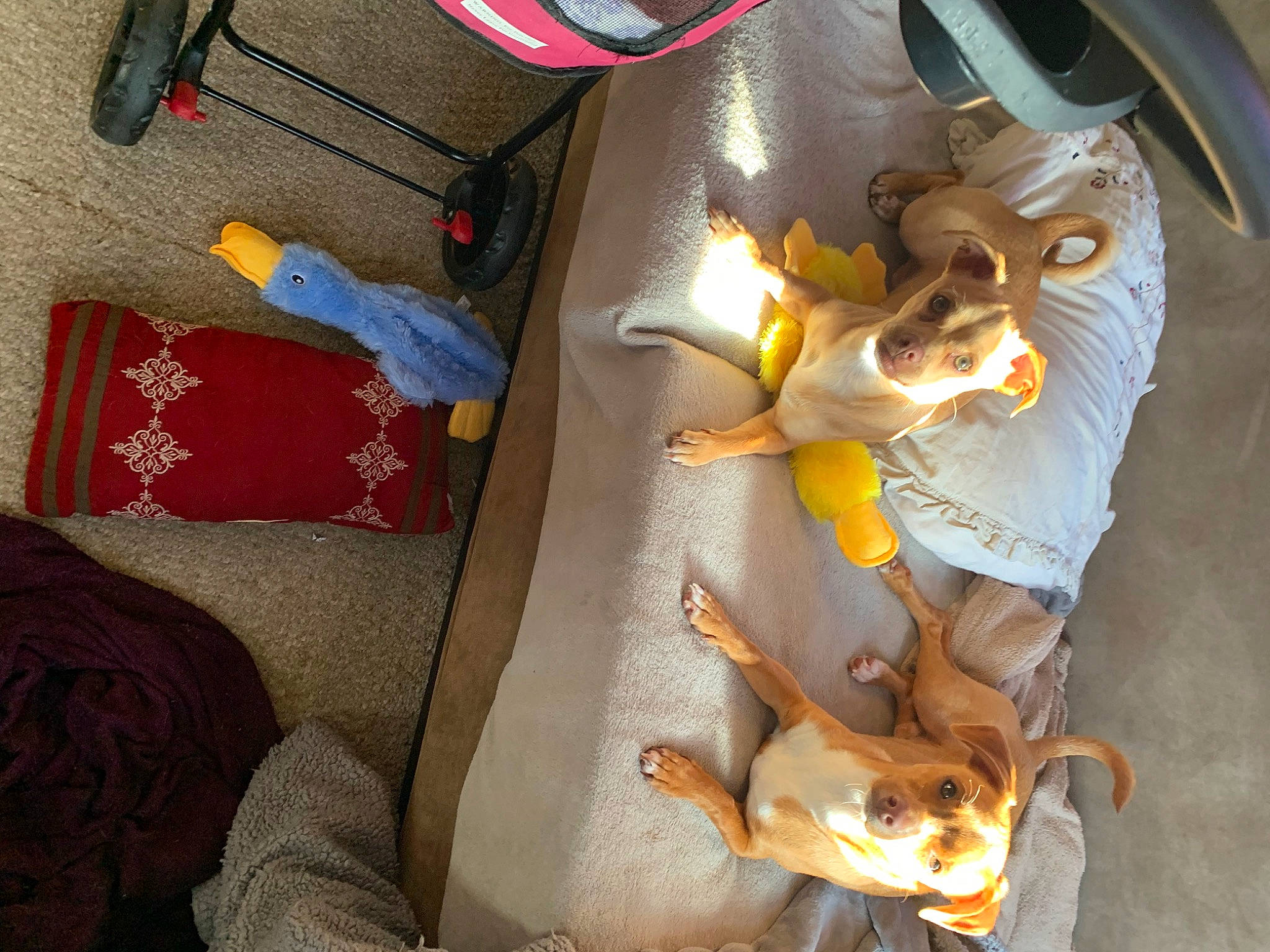 Sam joined the competition — help win amazing prizes! action_figure, art, baby_products, bag, carmine, comfort, fiction, fictional_character, hat, linens, luggage_and_bags, personal_protective_equipment, plastic, plush, room, stuffed_toy, textile, toy, visual_arts, wood