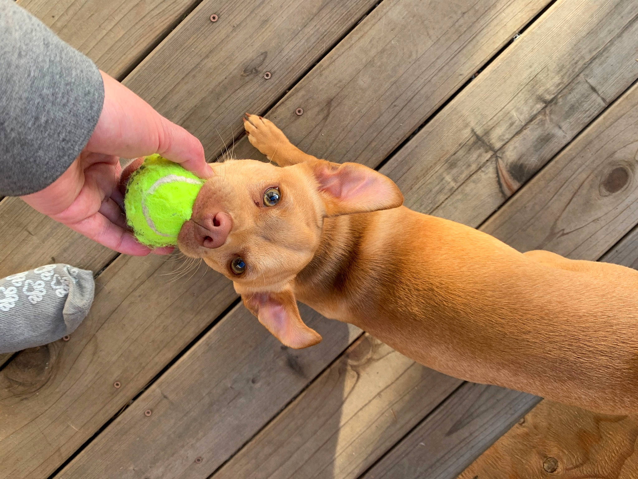 Sam is registered to the contest to win money with this photo: companion_dog, dog, dog_breed, fawn, finger, flooring, foot, gesture, hand, happy, hardwood, human_leg, snout, thigh, thumb, toy, trunk, wood, wood_stain, wrist