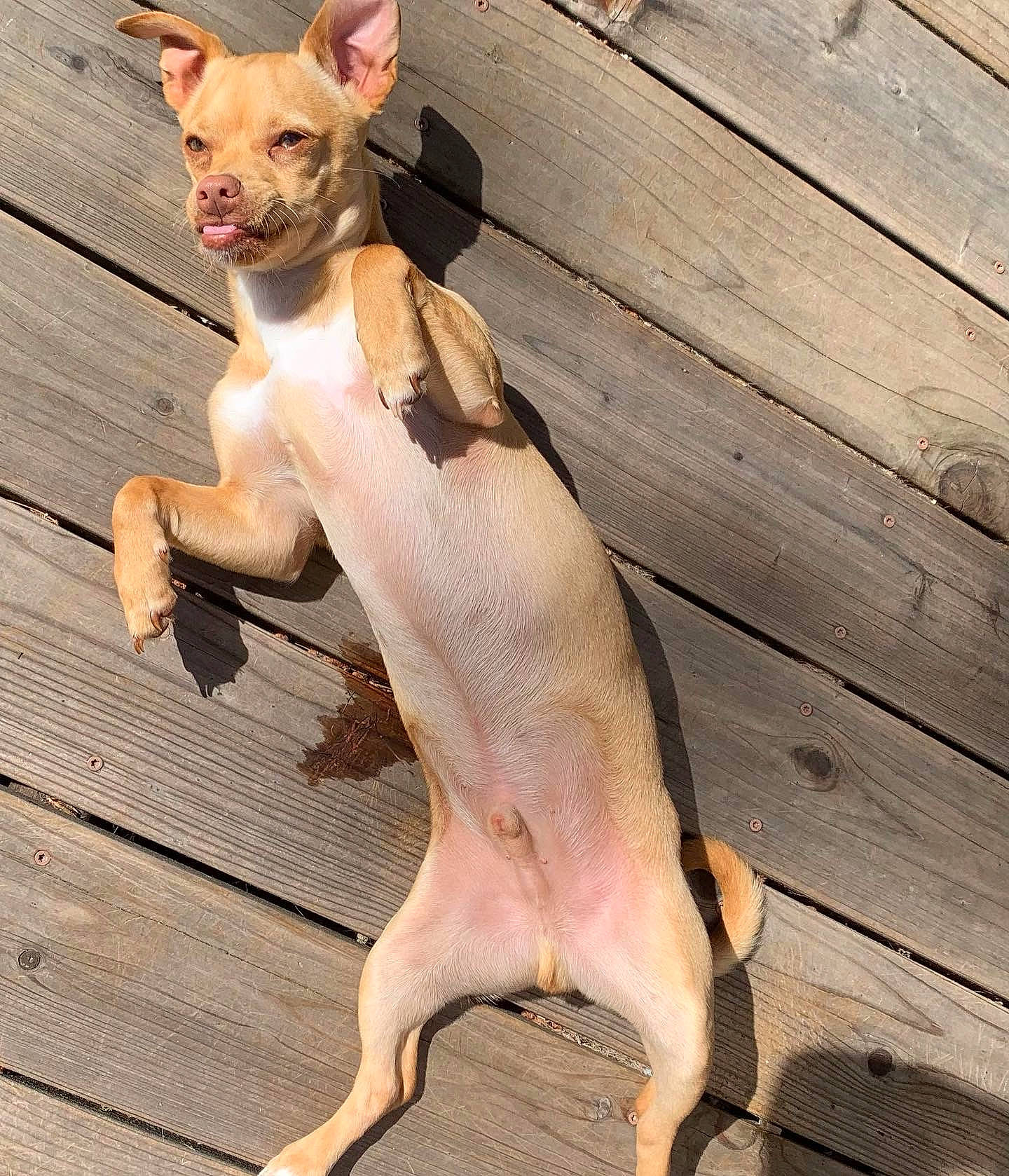 Sam is registered to the contest to win money with this photo: canidae, carnivore, chihuahua, companion_dog, dog, dog_breed, fawn, foot, fur, hardwood, paw, plank, snout, sporting_group, tail, terrestrial_animal, toy_dog, whiskers, wood, wood_stain