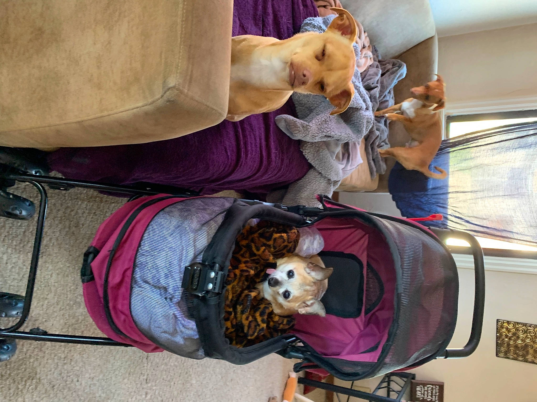 Sam joined the competition — help win amazing prizes! bag, hat, purple