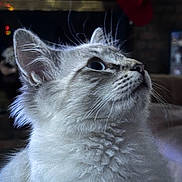 Samson is registered to the contest to win money with this photo: animal, cat, close_up, cozy, curious, cute, domestic, ears, feline, fireplace, fluffy, fur, holiday, indoor, looking_up, mammal, pet, portrait, stocking, whiskers