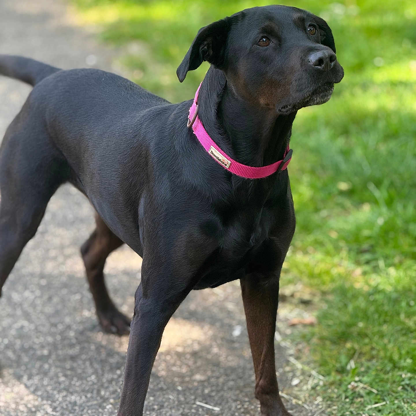 Storm joined the competition — help win amazing prizes! alert, animal, attentive, black_dog, canine, collar, daylight, dog, fur, grass, mammal, nature, outdoors, path, pet, pink_collar, standing, summer, sunlight, walking_path