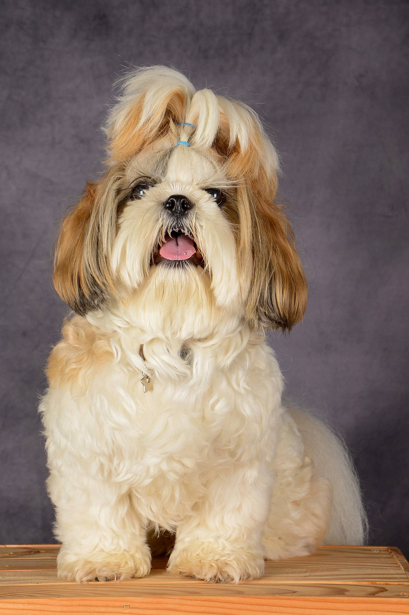 Roush participe au concours pour gagner de l'argent avec cette photo : canidae, carnivore, companion_dog, dog, dog_breed, fawn, fur, hair, head, liver, mal_shi, maltepoo, puppy, shih_tzu, small_terrier, snout, sporting_group, terrier, toy_dog, working_animal