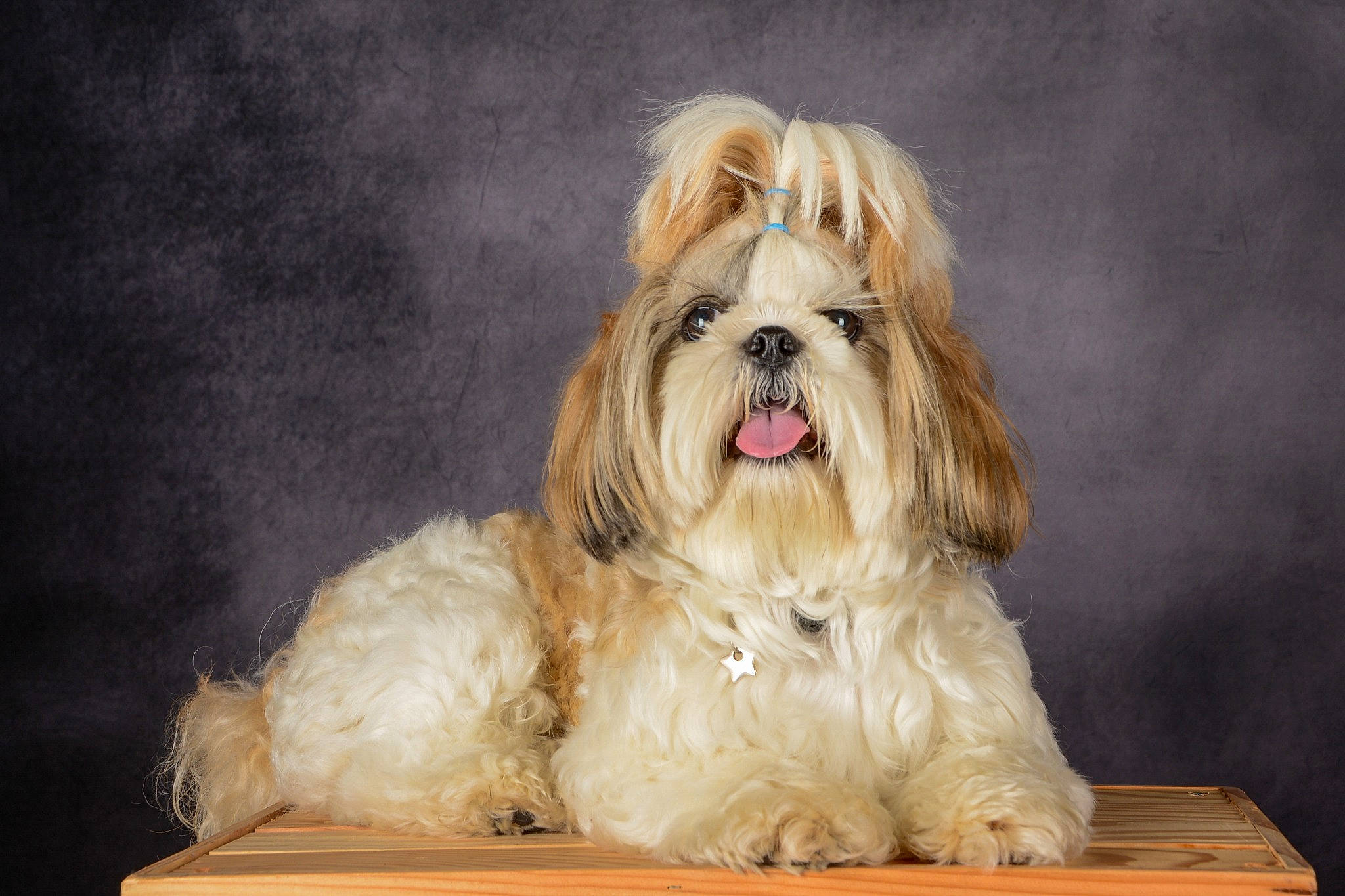 Roush participe au concours pour gagner de l'argent avec cette photo : canidae, carnivore, companion_dog, dog, dog_breed, fawn, fur, liver, mal_shi, maltepoo, non_sporting_group, shih_tzu, small_terrier, snout, sporting_group, terrestrial_animal, terrier, toy_dog, wood, working_animal