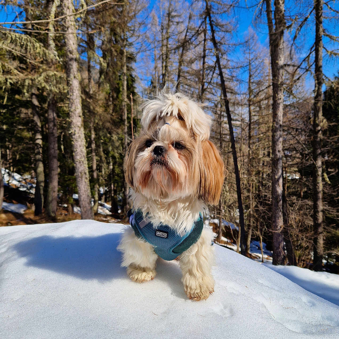 Roush a rejoint le concours — aidez-le/la à gagner de superbes lots ! accessories, affenpinscher, animal, canine, dog, fir, grass, grove, land, nature, outdoors, pet, plant, puppy, rock, snow, terrier, tree, vegetation, woodland