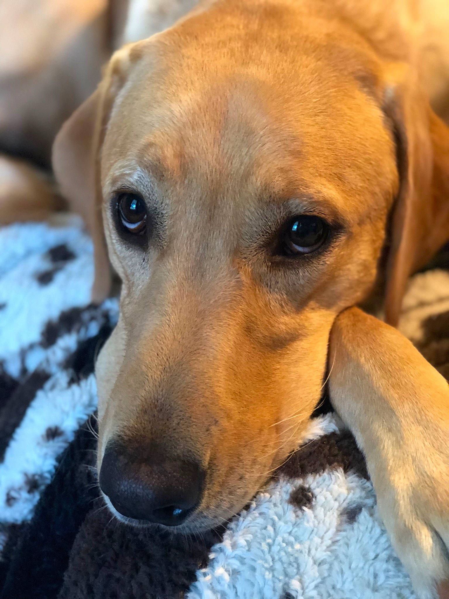 Drake is registered to the contest to win money with this photo: ancient_dog_breeds, canidae, carnivore, collar, companion_dog, dog, dog_breed, dog_supply, ear, fawn, fur, hound, hunting_dog, pet_supply, puppy, snout, sporting_group, terrestrial_animal, whiskers, working_animal
