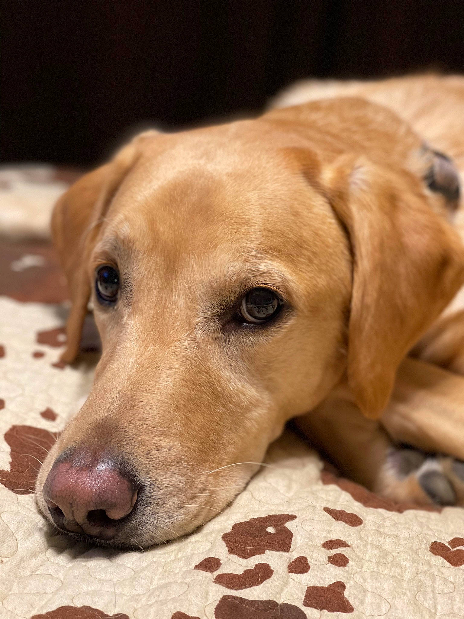 Drake joined the competition — help win amazing prizes! canidae, carnivore, collar, comfort, companion_dog, dog, dog_breed, dog_collar, dog_supply, ear, fawn, fur, hunting_dog, pet_supply, snout, sporting_group, terrestrial_animal, whiskers, wood, working_animal