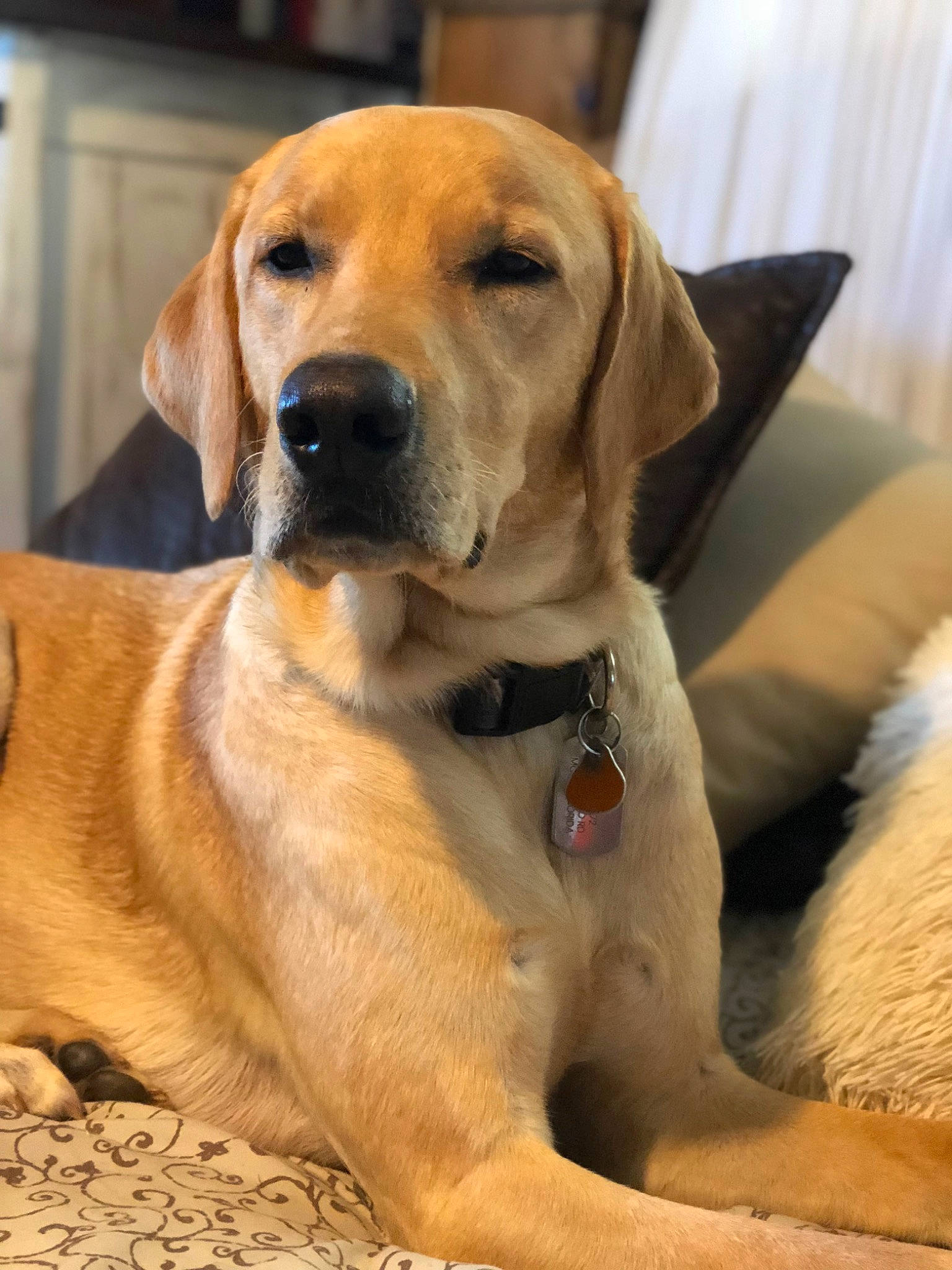 Drake joined the competition — help win amazing prizes! canidae, carnivore, collar, companion_dog, dog, dog_breed, dog_collar, dog_supply, fawn, fur, gun_dog, hound, hunting_dog, paw, pet_supply, sporting_group, terrestrial_animal, whiskers, working_animal, working_dog