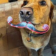 Loki joined the competition — help win amazing prizes! dog, golden_retriever, mustache, paper_mustache, pet, animal, indoors, floor_tiles, looking_up, brown_fur, whiskers, collar, tag, cute, playful, funny, close_up, portrait, companion, domestic_animal