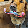 dog, golden_retriever, mustache, paper_mustache, pet, animal, indoors, floor_tiles, looking_up, brown_fur, whiskers, collar, tag, cute, playful, funny, close_up, portrait, companion, domestic_animal