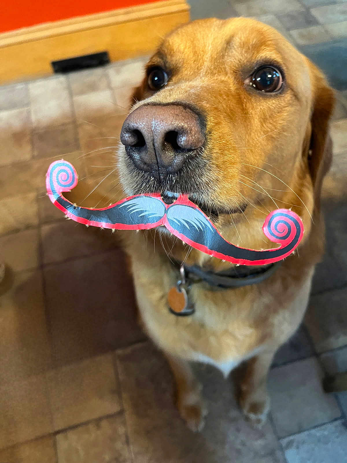 Loki joined the competition — help win amazing prizes! dog, golden_retriever, mustache, paper_mustache, pet, animal, indoors, floor_tiles, looking_up, brown_fur, whiskers, collar, tag, cute, playful, funny, close_up, portrait, companion, domestic_animal