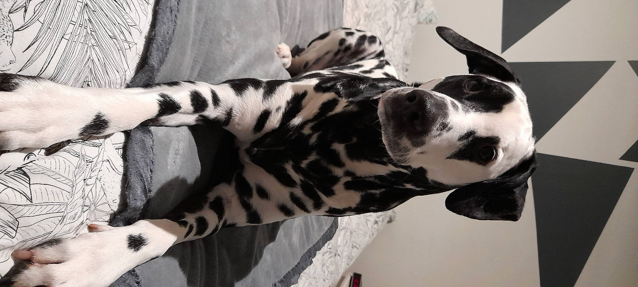 Maé a rejoint le concours — aidez-le/la à gagner de superbes lots ! canidae, carnivore, companion_dog, dalmatian, dog, dog_breed, fawn, foot, fur, human_leg, monochrome, monochrome_photography, pattern, snout, sporting_group, style, terrestrial_animal, whiskers, white, working_animal