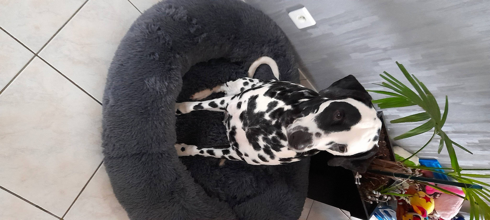 Maé a rejoint le concours — aidez-le/la à gagner de superbes lots ! automotive_tire, canidae, carnivore, collar, companion_dog, dalmatian, dog, dog_breed, dog_collar, dog_supply, fur, pattern, personal_protective_equipment, pet_supply, plant, snout, sporting_group, terrestrial_animal, whiskers, working_animal