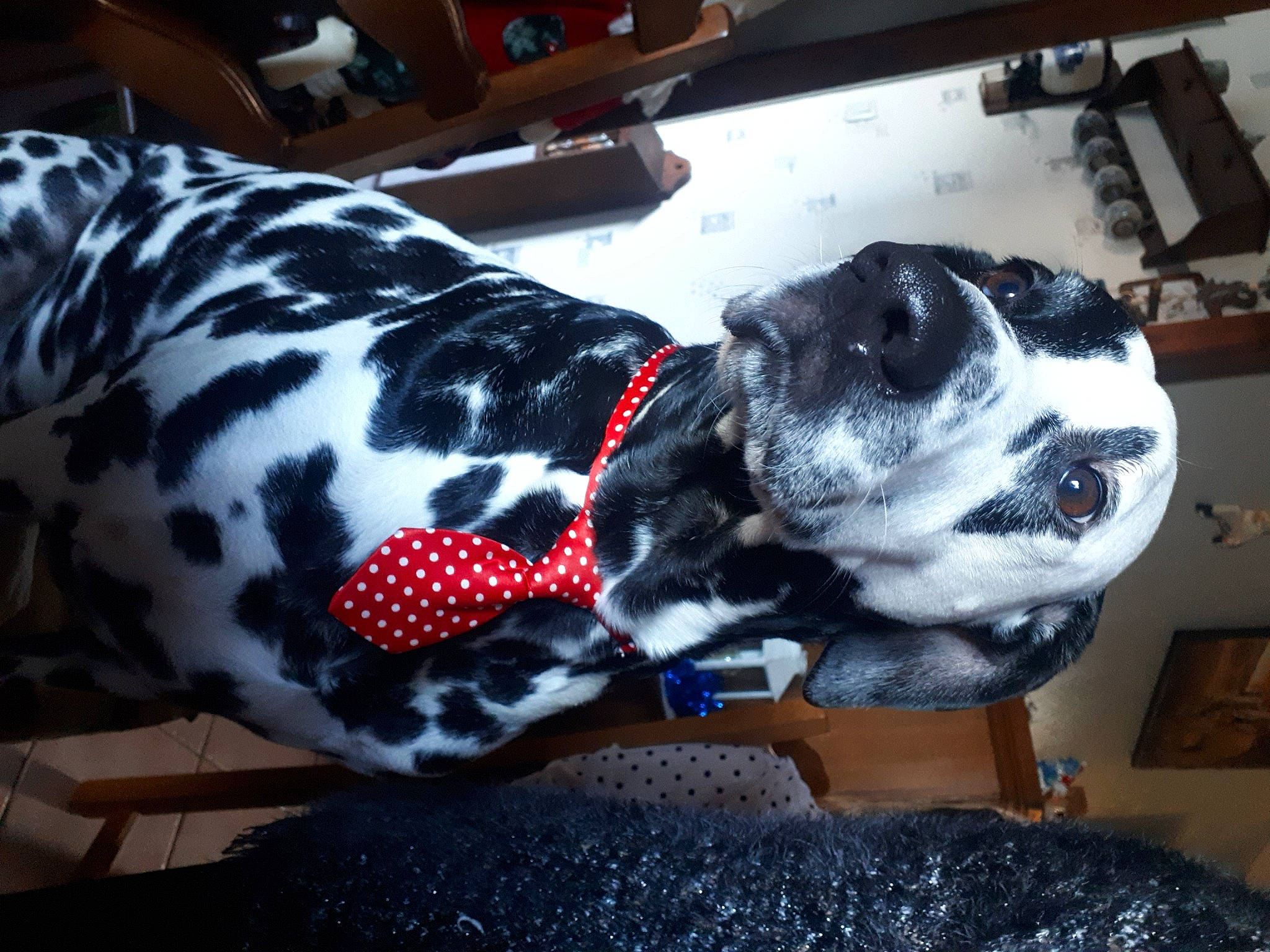 Maé a rejoint le concours — aidez-le/la à gagner de superbes lots ! canidae, carmine, carnivore, collar, companion_dog, dalmatian, dog, dog_breed, dog_clothes, dog_collar, dog_supply, fawn, fur, guard_dog, pattern, pet_supply, snout, sporting_group, tail, working_animal