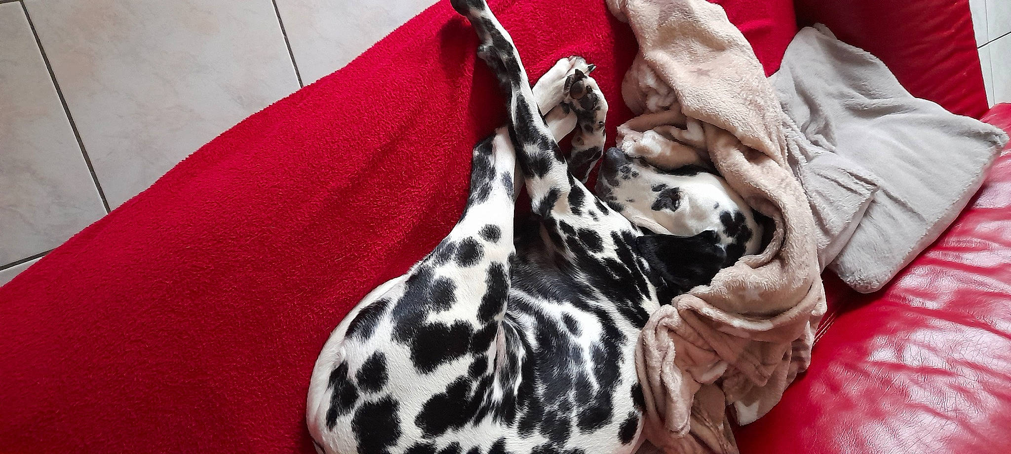 Maé a rejoint le concours — aidez-le/la à gagner de superbes lots ! dalmatian, day_dress, fashion_accessory, fashion_design, fawn, felidae, fur, giraffe, giraffidae, linens, magenta, pattern, polka_dot, scarf, sleeve, small_to_medium_sized_cats, snout, terrestrial_animal, whiskers