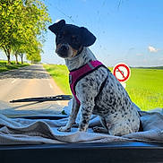 Romie a rejoint le concours — aidez-le/la à gagner de superbes lots ! blanket, blue_sky, car_interior, dashboard, daytime, dog, gazing, green_field, gum_pack, ice_scraper, pet, pink_harness, road, sitting, spot_pattern, sunny, traffic_sign, trees, vehicle, window