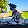 blanket, blue_sky, car_interior, dashboard, daytime, dog, gazing, green_field, gum_pack, ice_scraper, pet, pink_harness, road, sitting, spot_pattern, sunny, traffic_sign, trees, vehicle, window