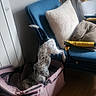 Romie participe au concours pour gagner de l'argent avec cette photo : blanket, blue_chair, cozy, curious, cushion, dog, furniture, hind_legs, home, indoor, living_room, pet, pet_carrier, playful, red_toy, soft_pillow, spotted_dog, tail, wooden_floor, yellow_cushion