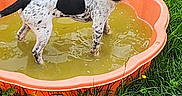 Romie a rejoint le concours — aidez-le/la à gagner de superbes lots ! animal, backyard, black_and_white, curious, dog, fence, garden, grass, greenery, nature, orange_pool, outdoor, pet, playful, pool, puppy, standing, summer, water, young_dog