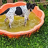 animal, backyard, black_and_white, curious, dog, fence, garden, grass, greenery, nature, orange_pool, outdoor, pet, playful, pool, puppy, standing, summer, water, young_dog