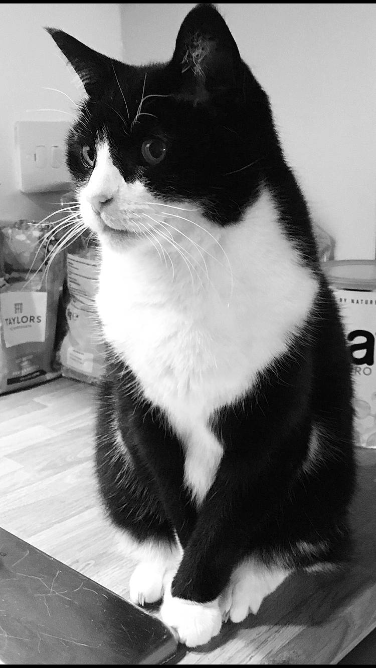 Rosie joined the competition — help win amazing prizes! american_wirehair, black, black_and_white, black_cat, carnivore, cat, domestic_short_haired_cat, felidae, fur, kitten, monochrome, monochrome_photography, paw, photography, polydactyl_cat, small_to_medium_sized_cats, snout, style, whiskers, white