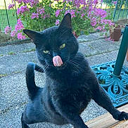 Lucifer participe au concours pour gagner de l'argent avec cette photo : animal, black_cat, cat, curious, fence, flower, garden, grass, greenery, nature, outdoor, paw, pet, pink_flower, playful, sunlight, tail, tongue_out, whiskers, wooden_surface