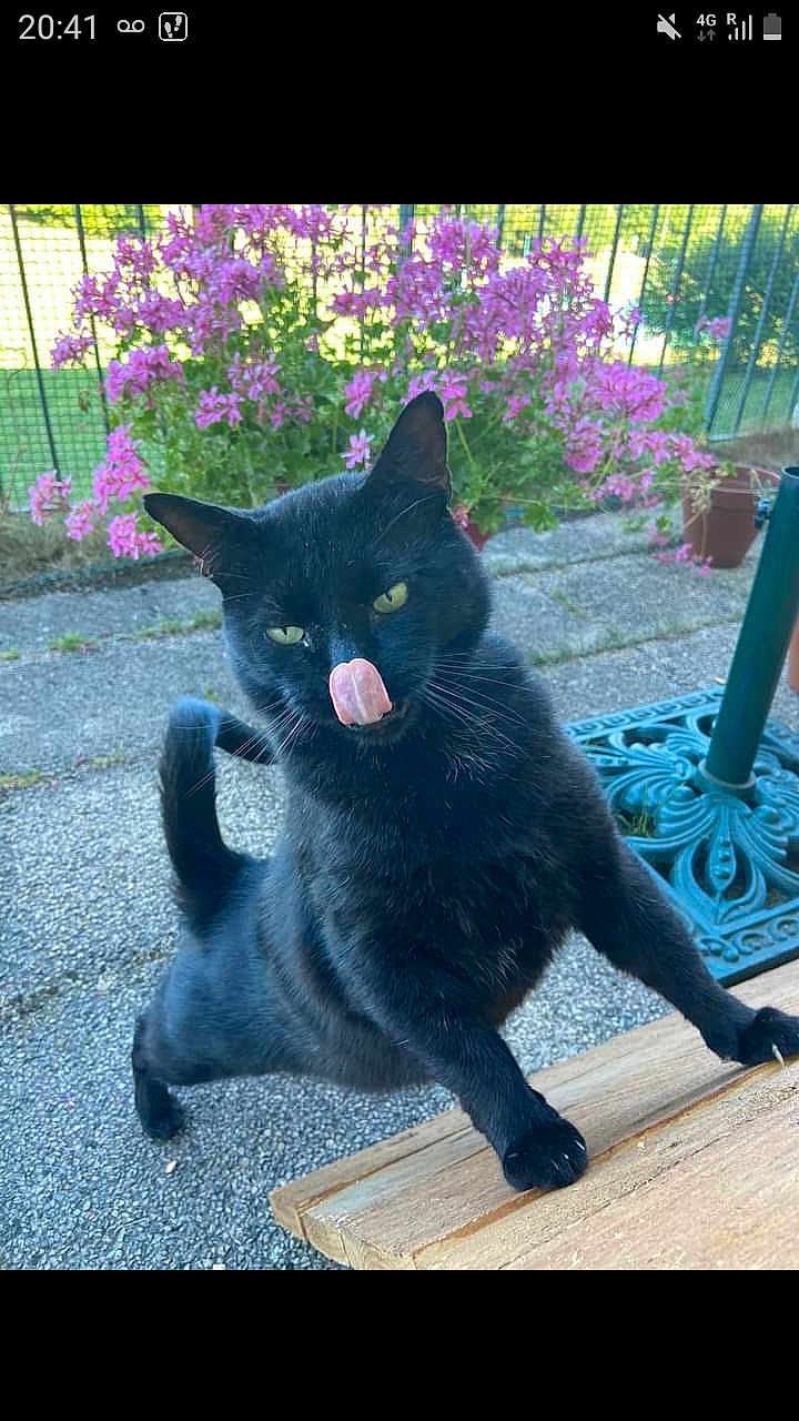 Lucifer participe au concours pour gagner de l'argent avec cette photo : animal, black_cat, cat, curious, fence, flower, garden, grass, greenery, nature, outdoor, paw, pet, pink_flower, playful, sunlight, tail, tongue_out, whiskers, wooden_surface